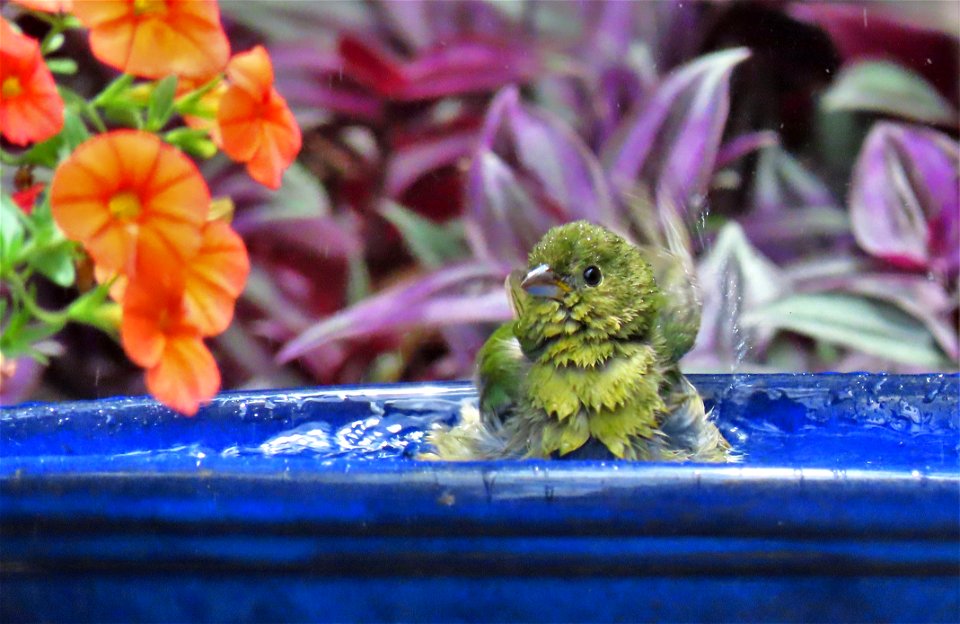 Painted Bunting