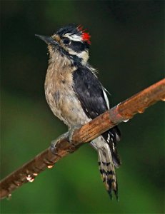 535 - DOWNY WOODPECKER (5-27-2021) yard, crescent city, del norte co, ca -02