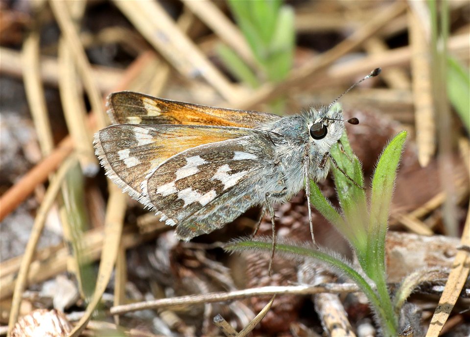 SKIPPER, JUBA (Hesperia juba) (06-15-2022)  lily glen county campground, rogue river-siskiyou nat for, jackson co, or (4)