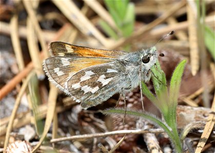 SKIPPER, JUBA (Hesperia juba) (06-15-2022)  lily glen county campground, rogue river-siskiyou nat for, jackson co, or (4)