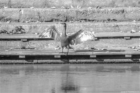Cormorant