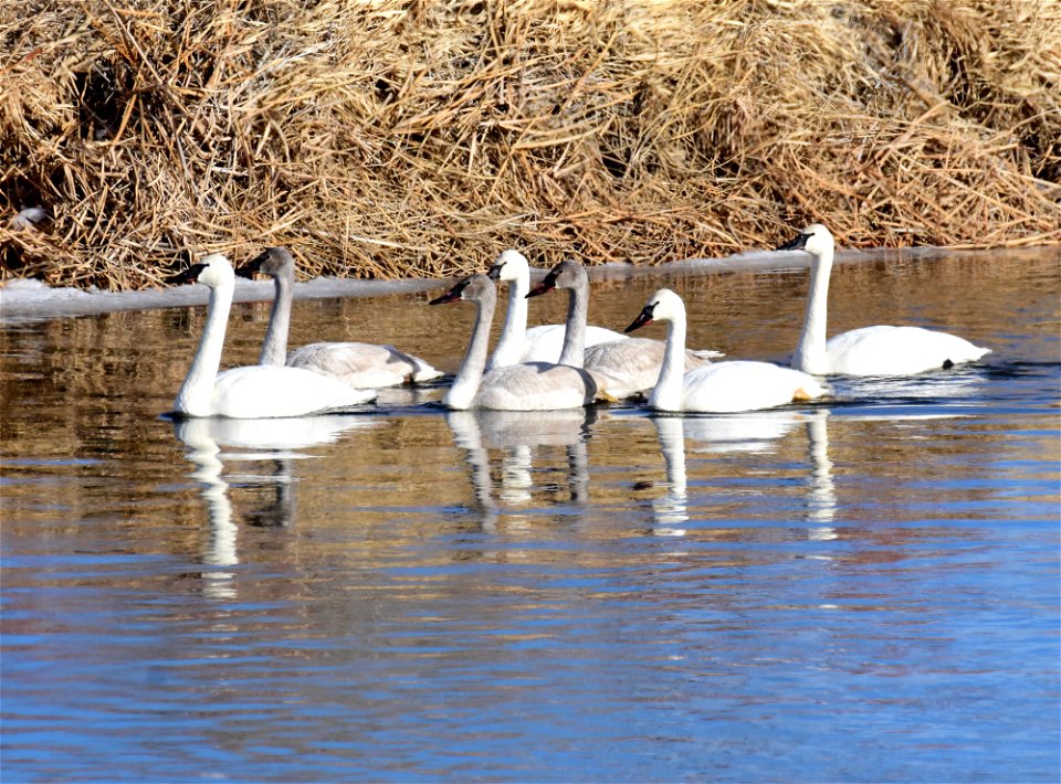 Trumpeter swans at Seedskadee National Wildlife Refuge
