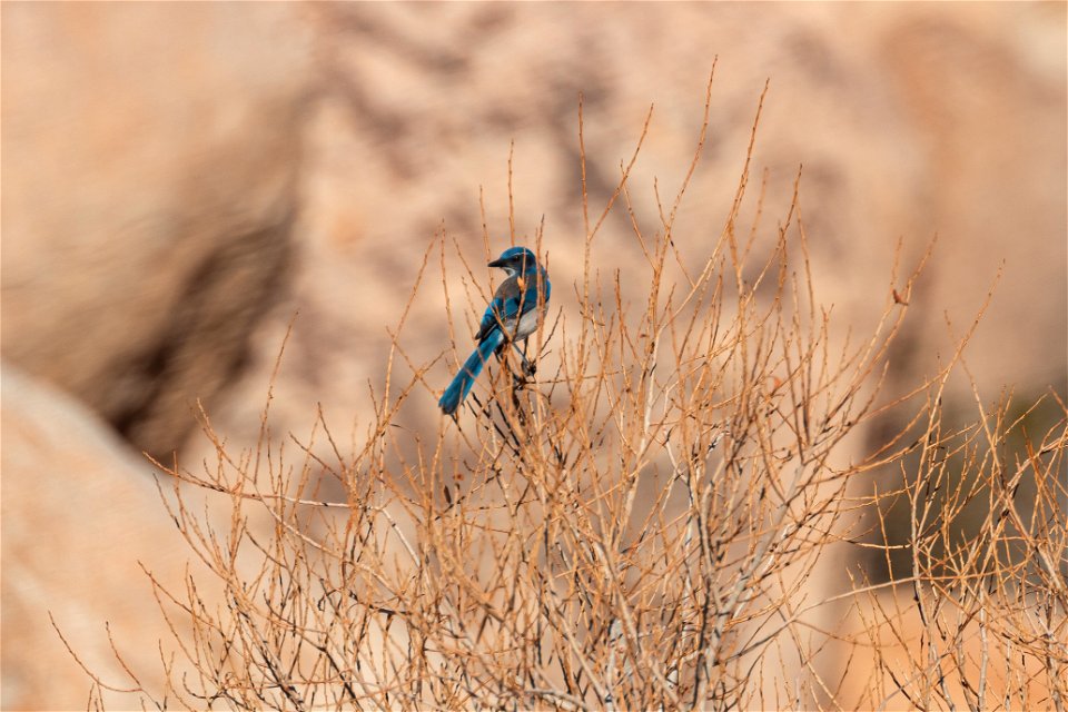 California Scrub Jay