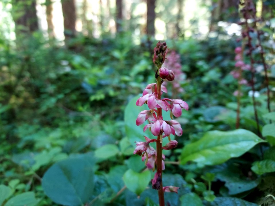 Pink wintergreen, Mt. Baker-Snoqualmie National Forest. Photo by Anne Vassar June 17, 2021.