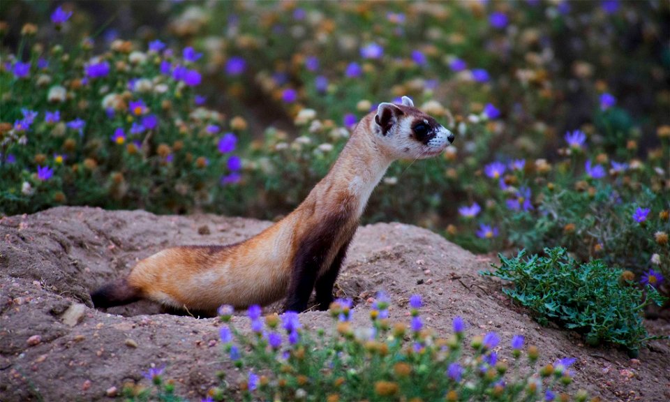 Black-footed Ferret