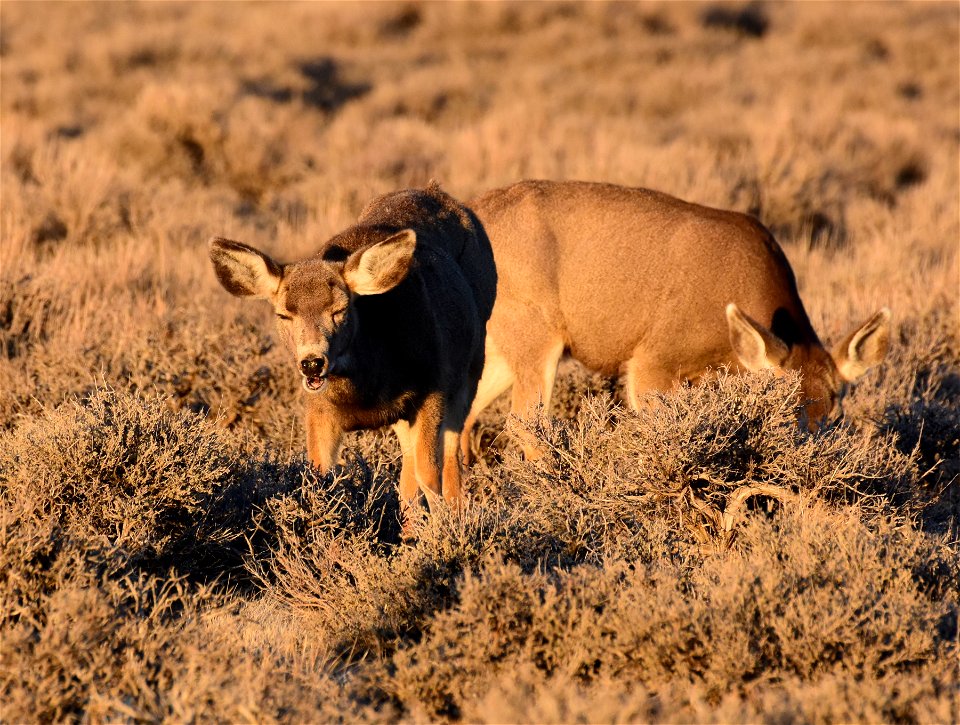 Mule deer at Seedskadee National Wildlife Refuge