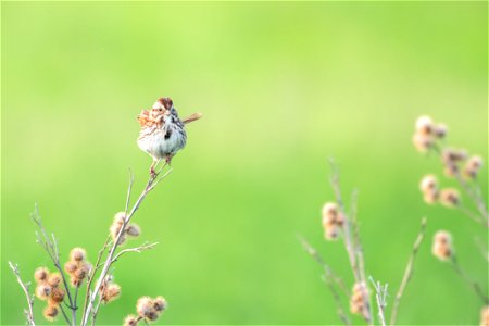 Song sparrow photo