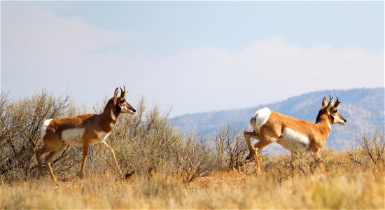 Pronghorn Antelope photo