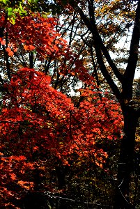 Deoksungsan Mountain