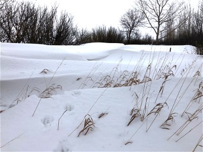 Waves of Snow Drifts