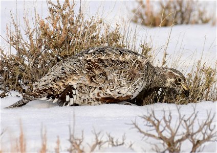 Greater sage-grouse on Seedskadee National Wildlife Refuge photo