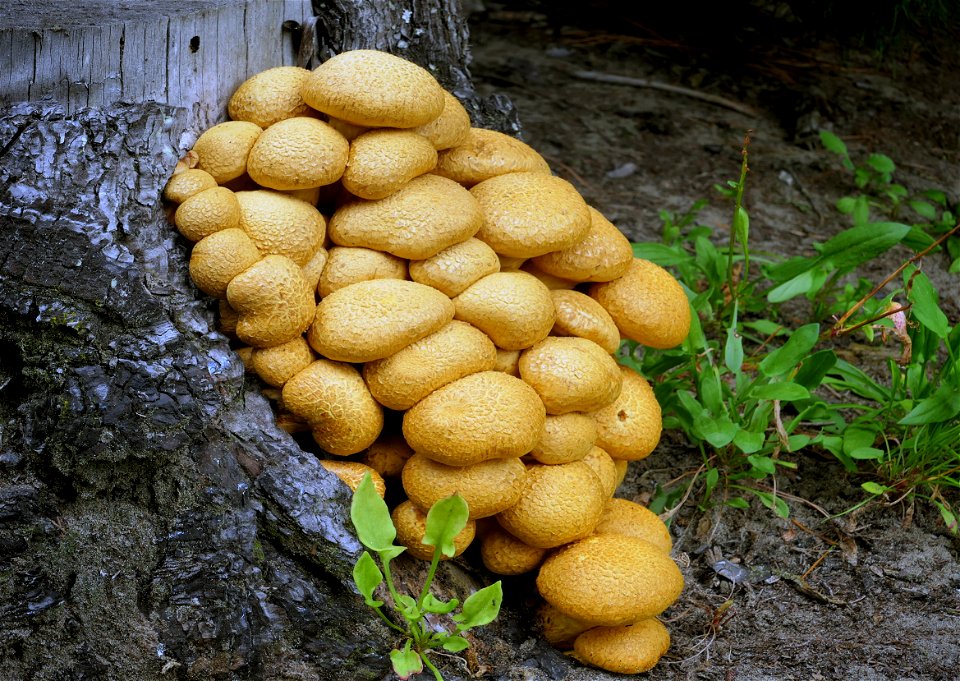 Gymnopilus junonius