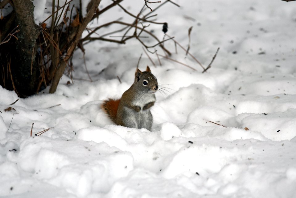 Red squirrel
