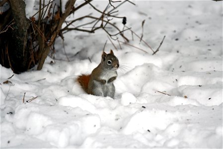 Red squirrel photo