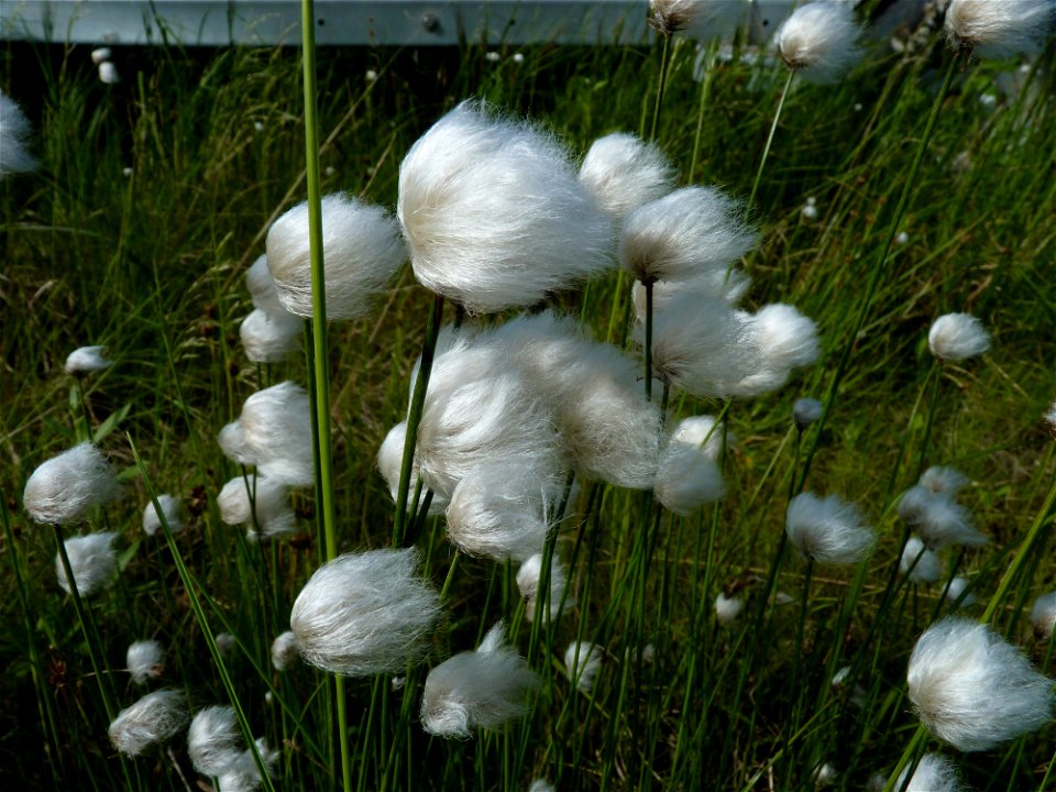 Cottongrass_7-15-10 photo