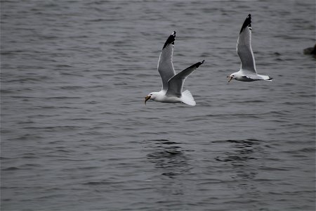 Ring-billed Gulls Lake Andes National Wildlife Refuge South Dakota