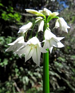 Allium triquetrum (Threecorner leek) (03-22-2022) endert's beach trail, del norte co, ca -01
