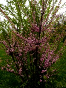 Herestrau Park in spring (149)