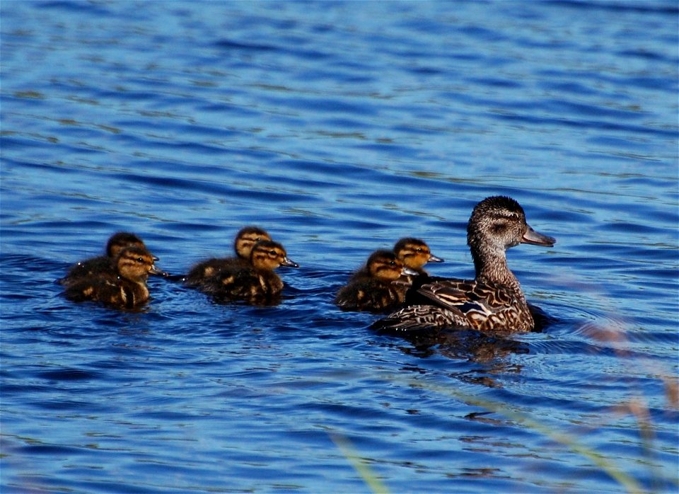 Green-winged Teal photo