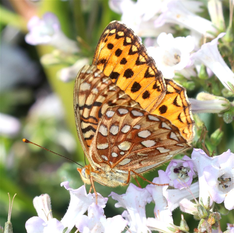 FRITILLARY, ZERENE (Speyeria zerene) (6-28-2021) 5000 ft, jawbone rd & bear basin rd jct, smith river nat rec area, del norte co, ca -04