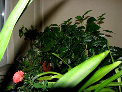 minitrandafir2011_1114_234400