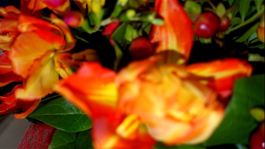 flori_flowers-wife-2023_0216_162220