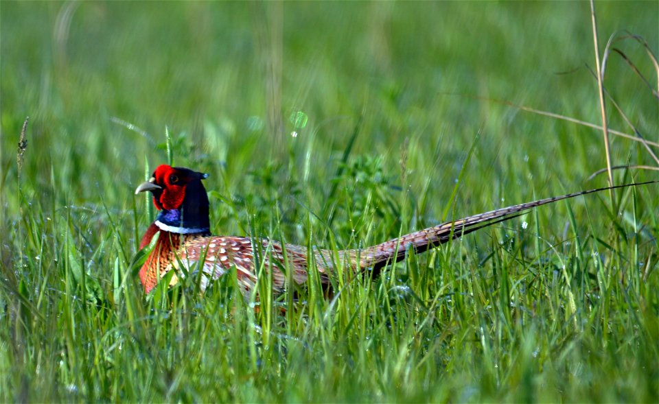Ring-necked pheasant in Iowa photo