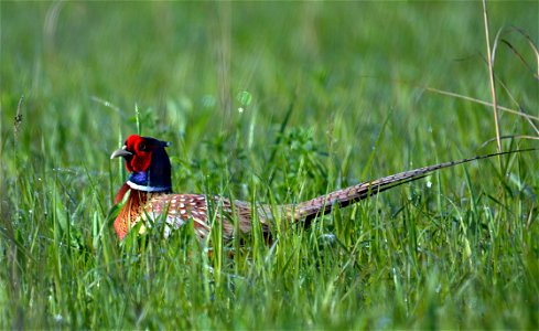 Ring-necked pheasant in Iowa