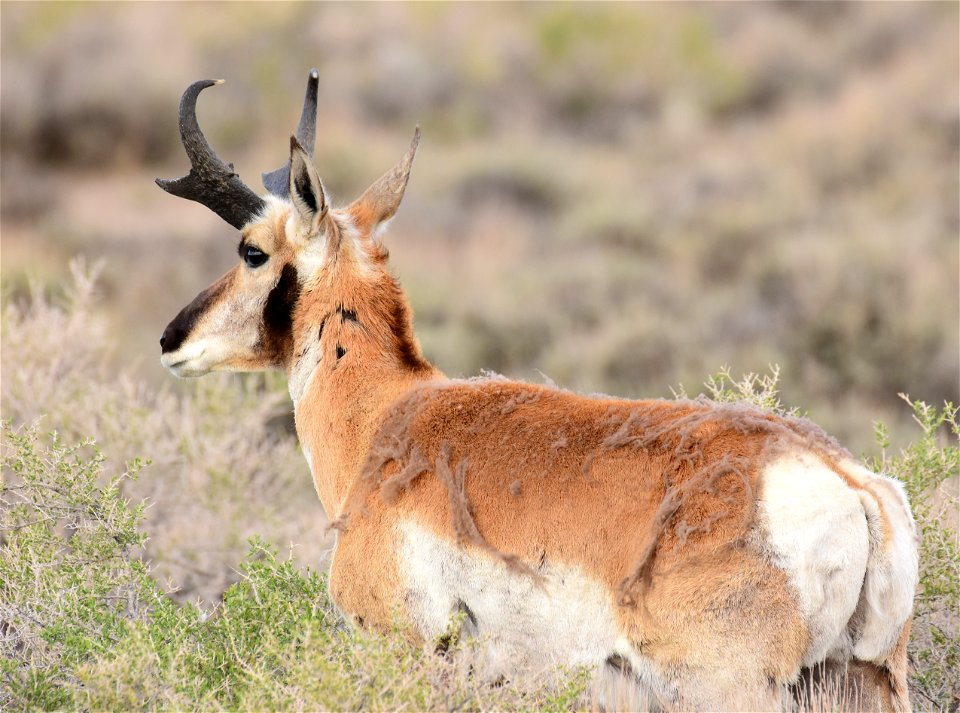 Pronghorn at Seedskadee National Wildlife Refuge