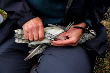 Banding Bristle-thighed Curlew photo