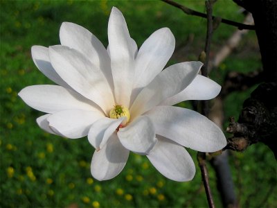 Cismigiu_20040328_27