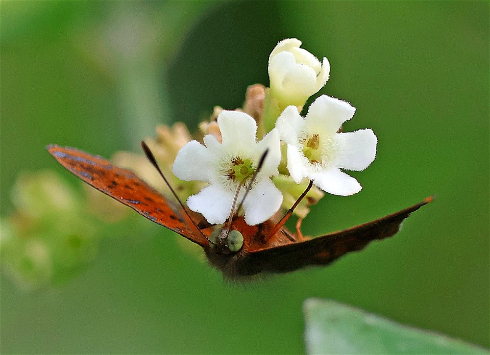 METALMARK, RED-BORDERED (caria ino) (01-06-2023) national butterfly center, mission, hidalgo co, tx -04