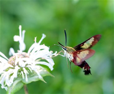Hummingbird Clearwing Moth photo