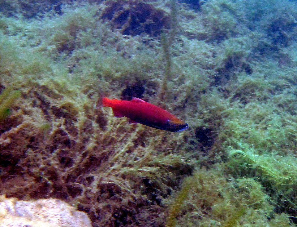 Sockeye life history variation in Hidden Lake