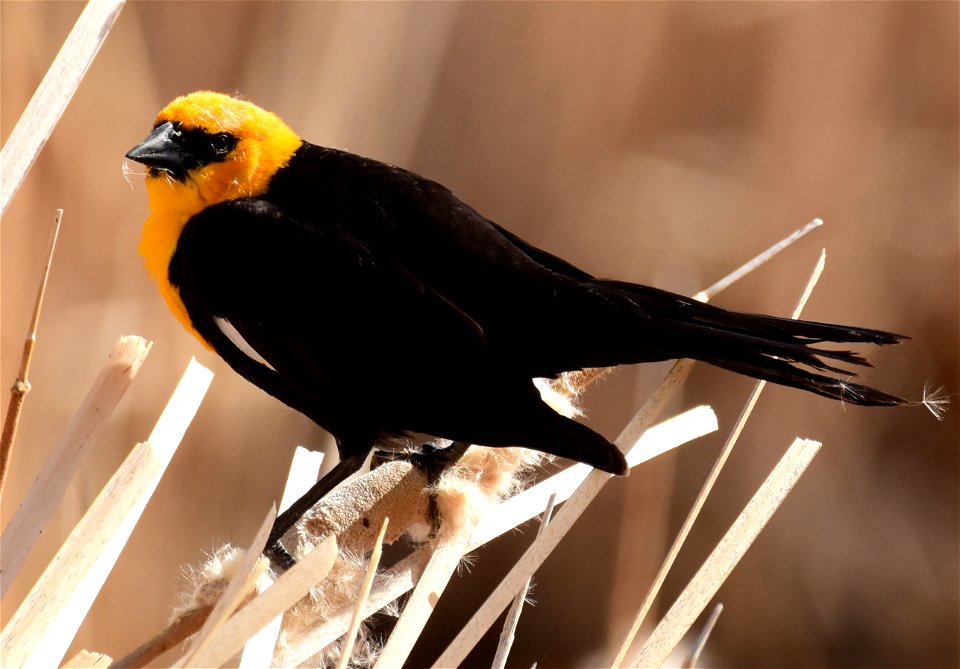 Yellow headed blackbird at Seedskadee National Wildlife Refuge