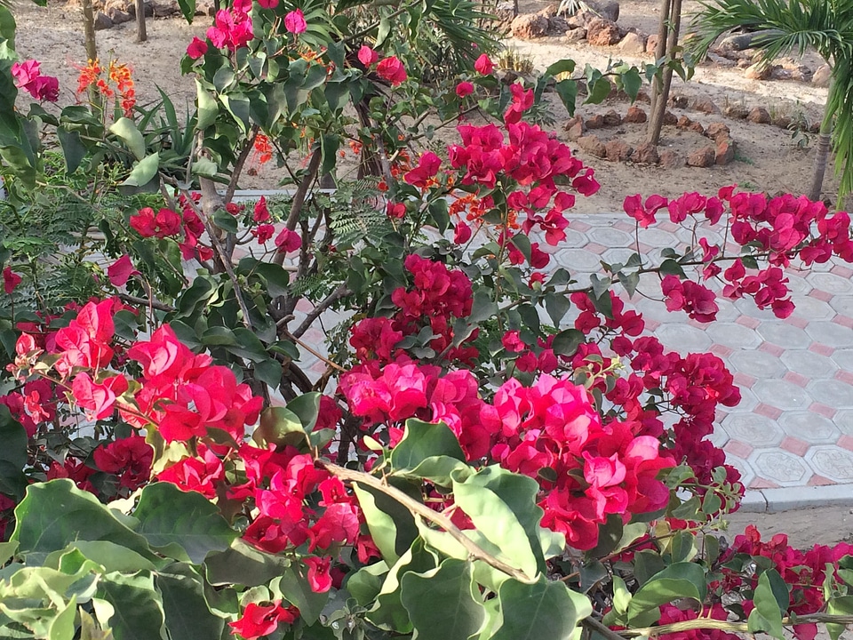 Pink bougainvilleas paved ground