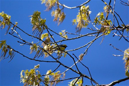 Black-throated Green Warbler