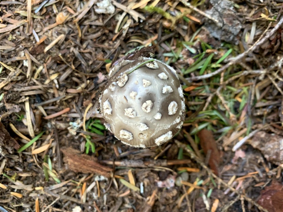 Mushroom at Goat Lake, Mt. Baker-Snoqualmie National Forest. Photo By Sydney Corral July 5, 2021