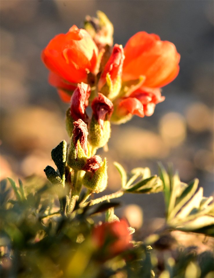 Scarlet globemallow at Seedskadee National Wildlife Refuge