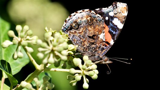 Vanessa atalanta (Admiral) auf Efeu