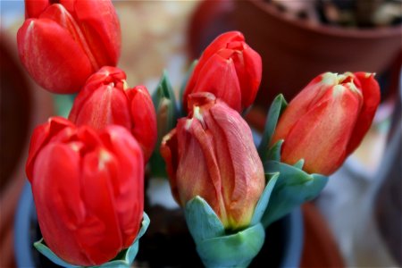 tulips_lalele-2023_0220_134855