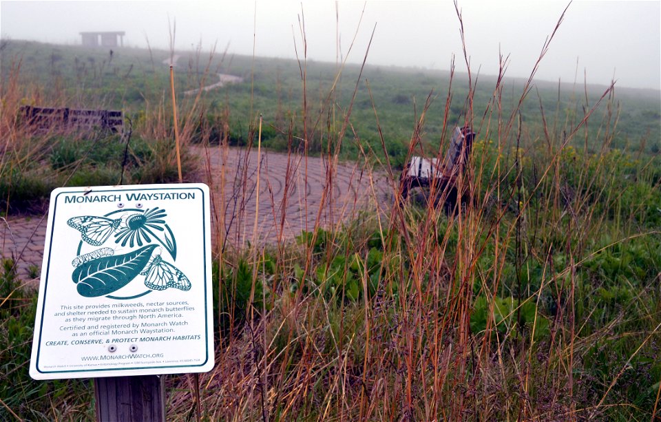 Monarch waystation photo