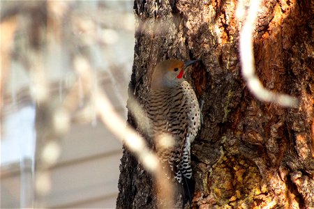 Northern flicker photo