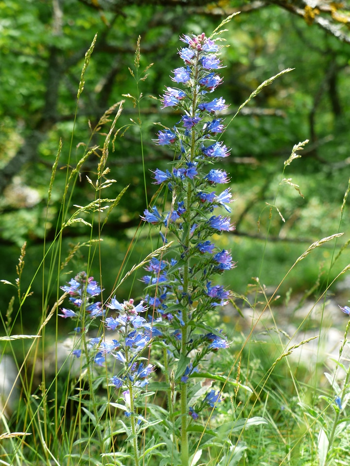 Flowers blue echium vulgare