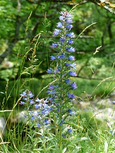 Flowers blue echium vulgare photo