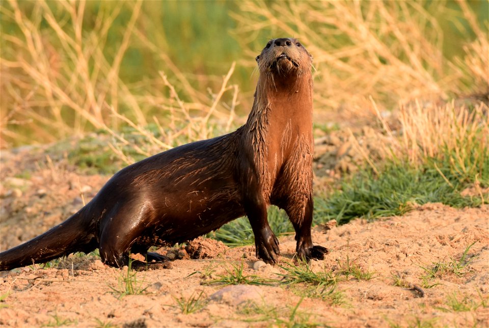 North American River Otter at Seedskadee National Wildlife Refuge