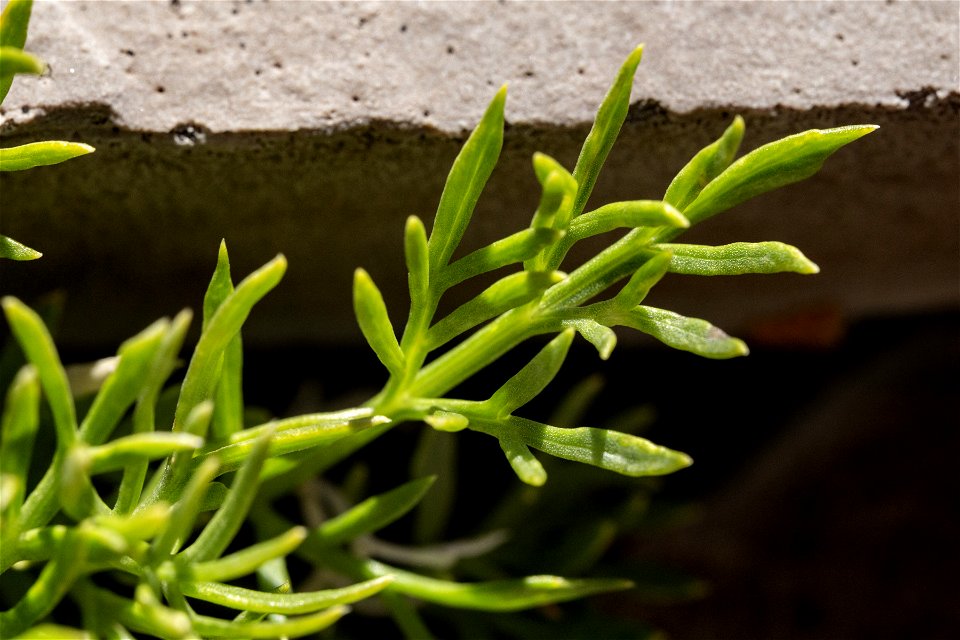 Cymopterus sessiliflorus