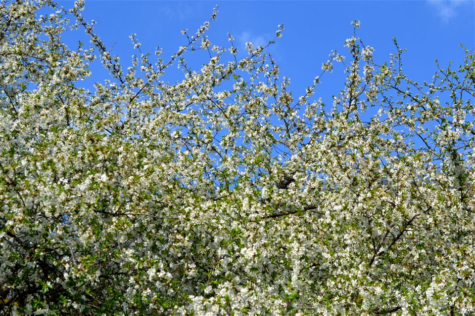 Spring ,April 2023