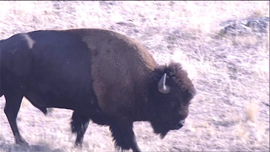 Bison Wallowing