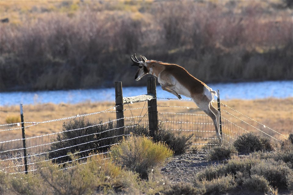 Pronghorn at Seedskadee National Wildlife Refuge